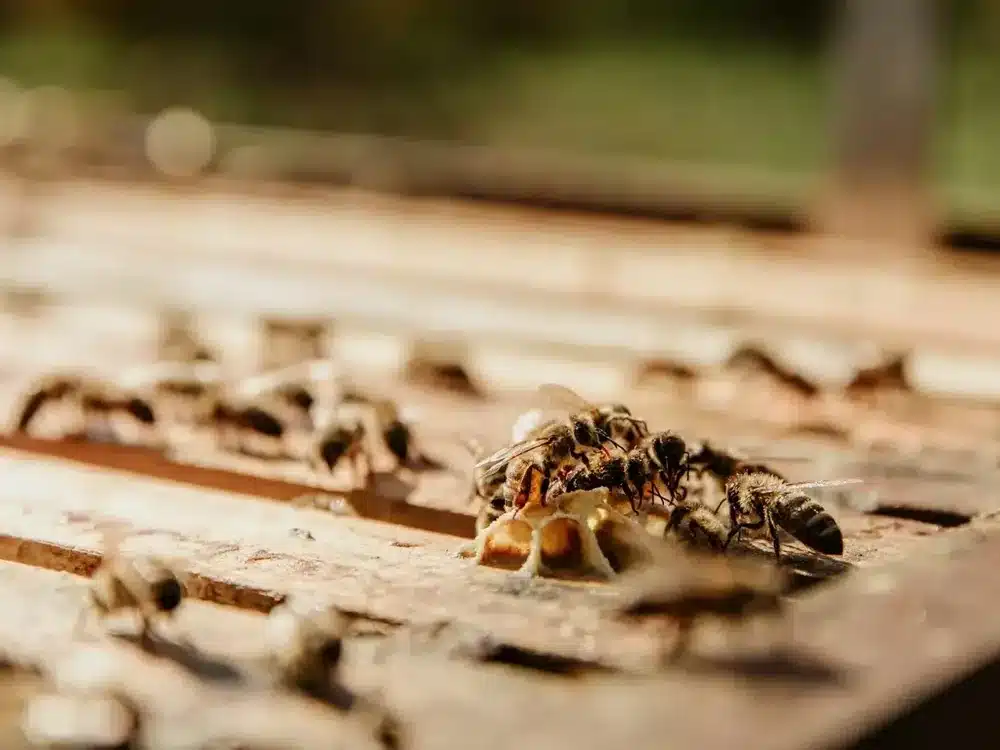 Bees on roof timber near an eave entry point