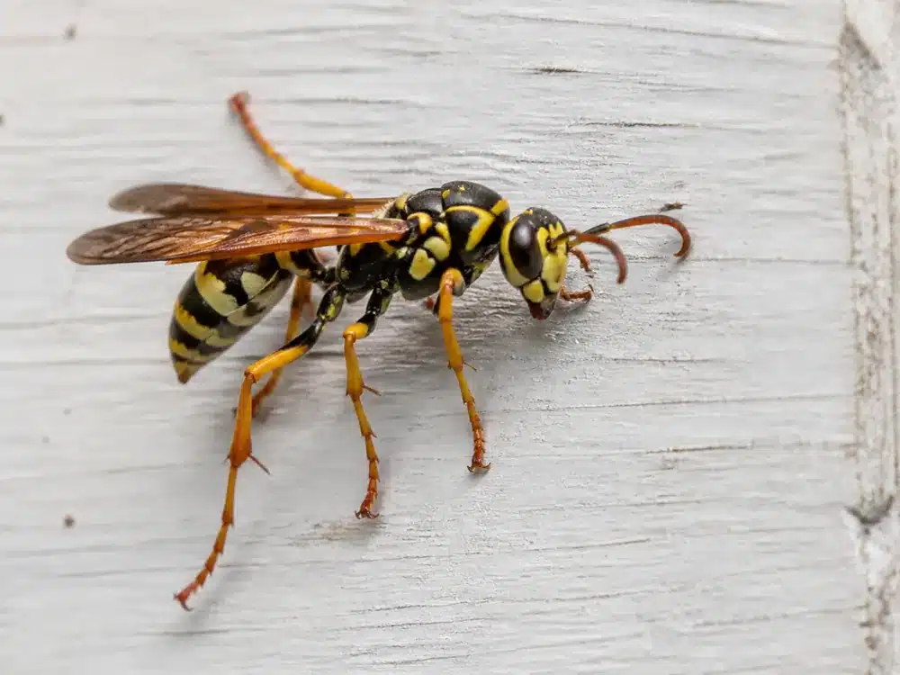 Paper wasp with orange antennae on a white wall