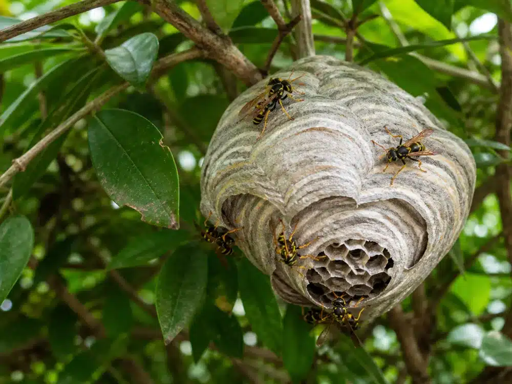 Grey paper wasp nest hanging in a garden shrub
