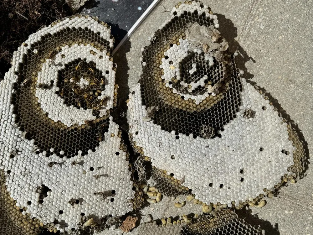 European wasp combs taken out of a wall cavity after treatment