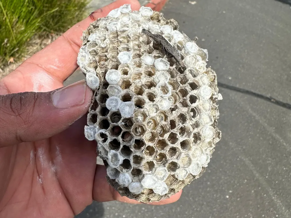 Paper wasp nest removed from a house, held in hand