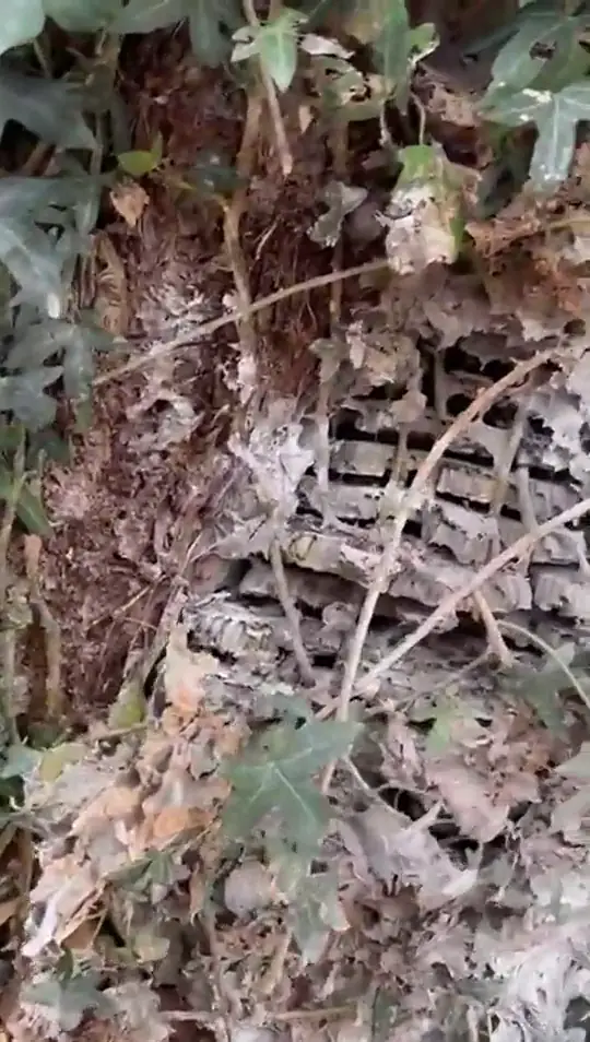 Ground nest in ivy
