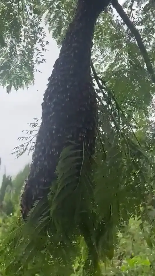 Bee swarm on a branch