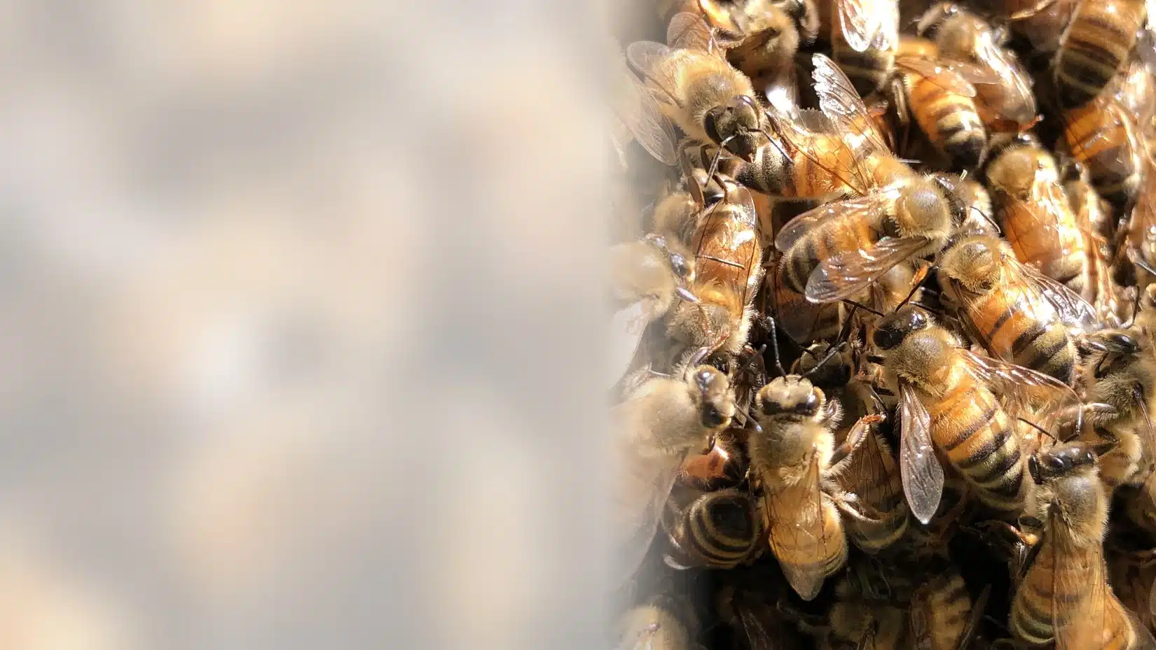 Hundreds of honey bees packed together in a swarm