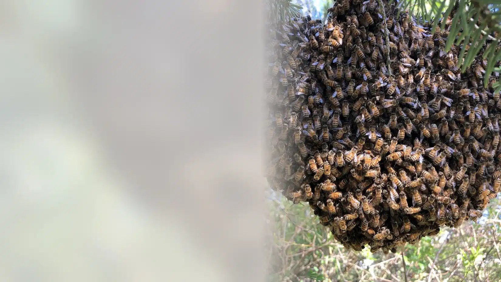 Honey bee swarm hanging low in a garden tree