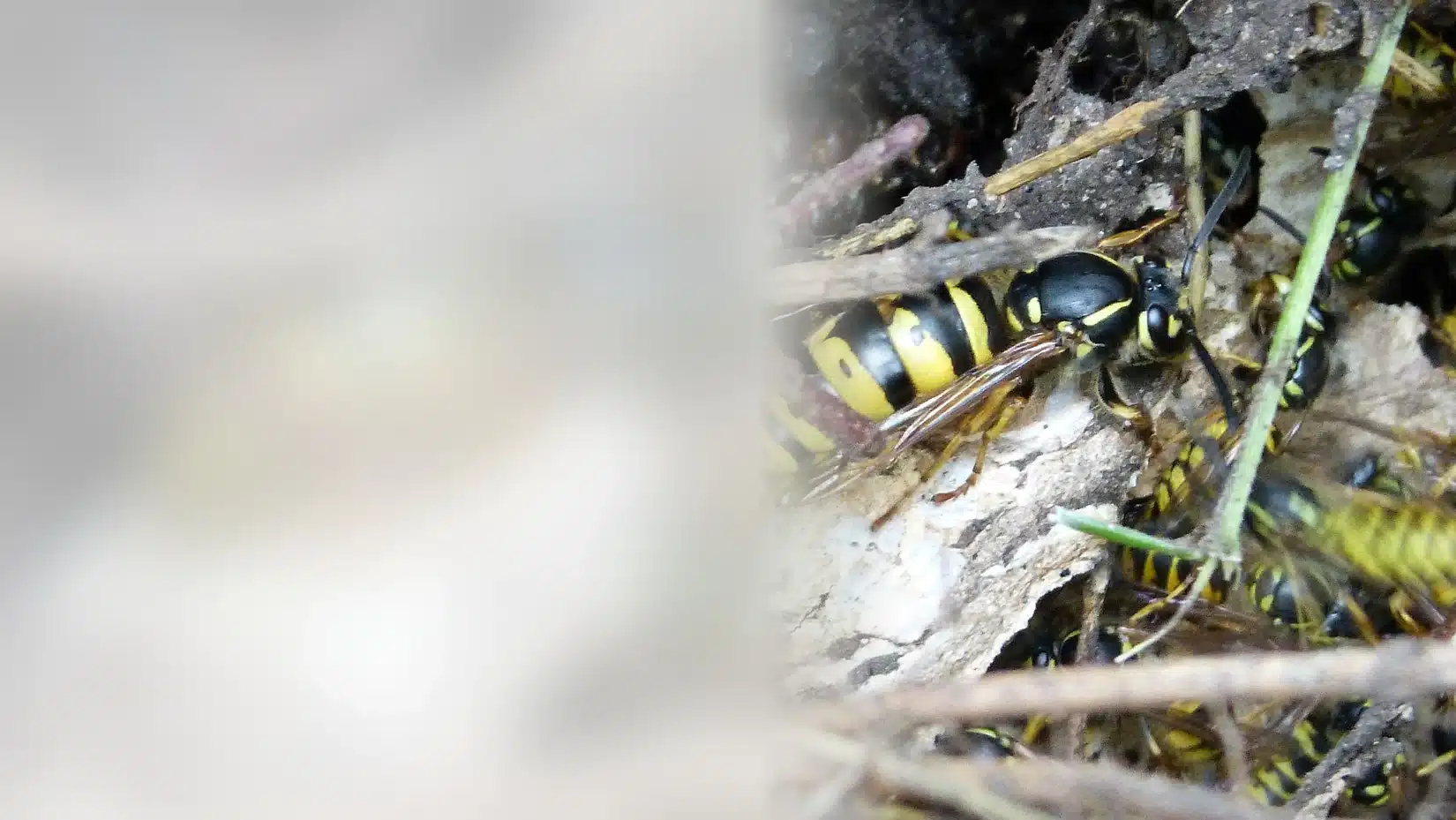 Yellow and black wasps swarming the entrance of a ground nest