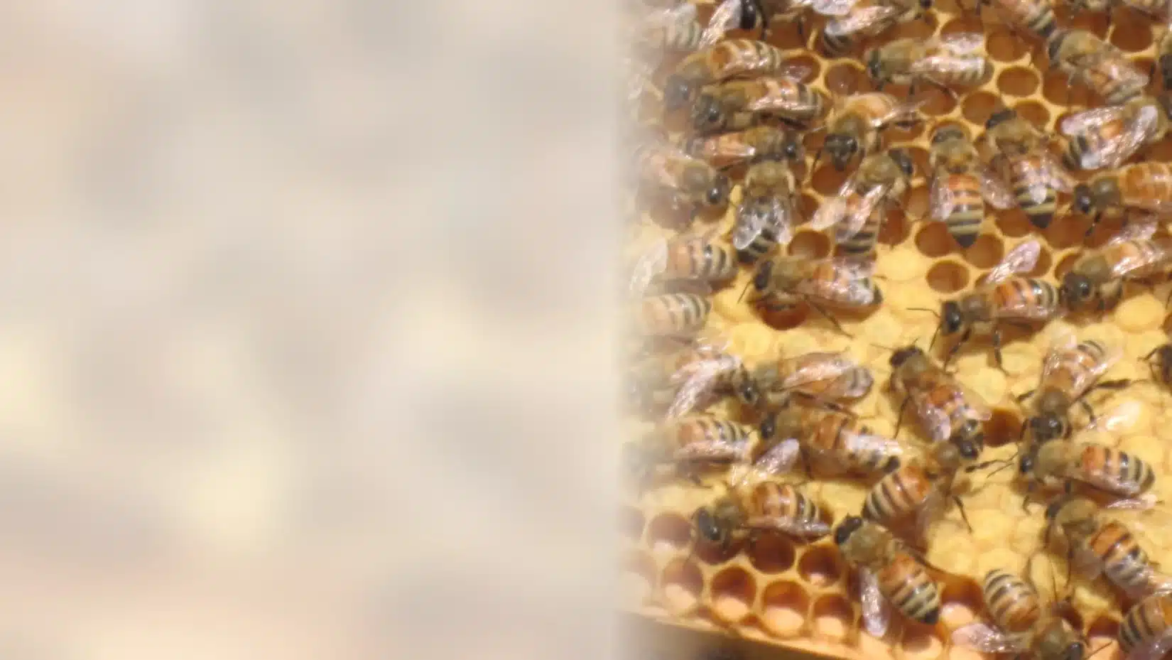 Honey bees covering wax comb inside a colony