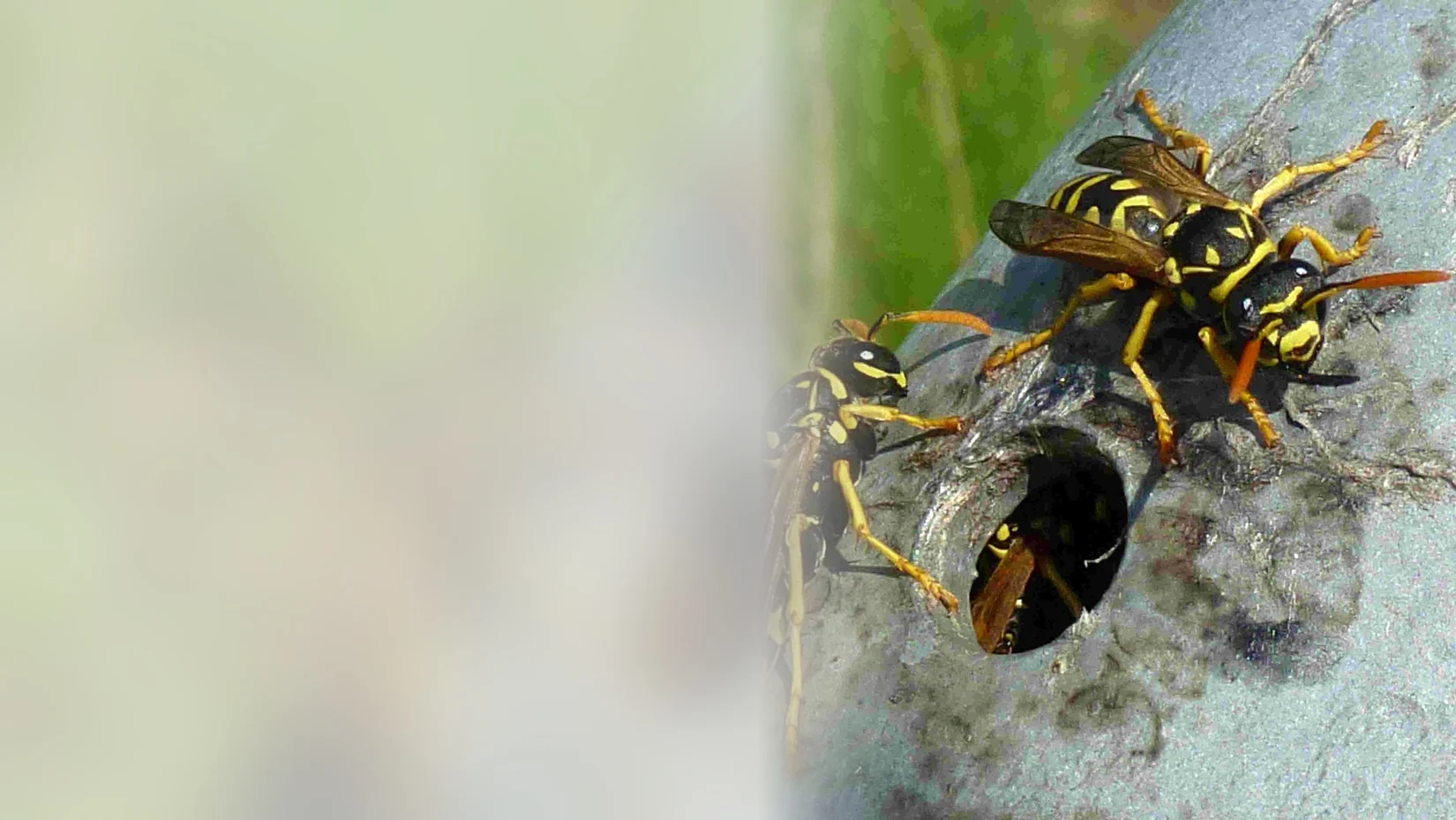 Wasps crawling into a hole in a structure where their nest is hidden