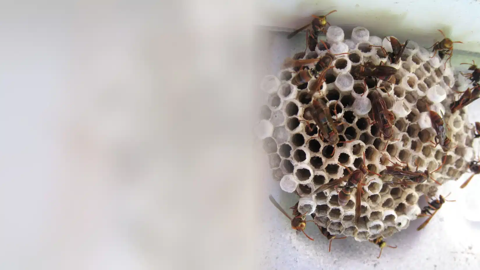 Paper wasps on a round grey nest under a railing