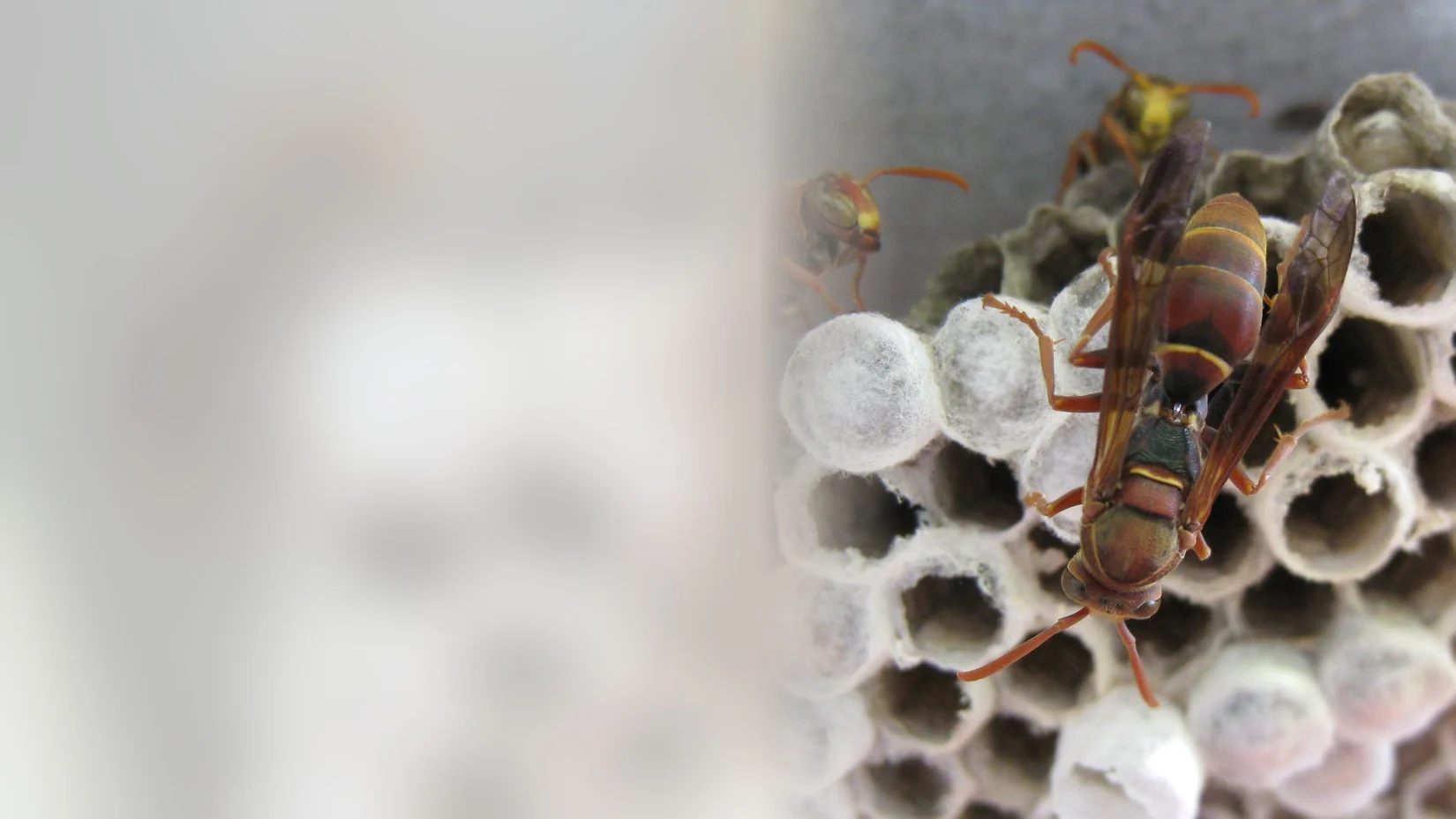 Paper wasps guarding open cells of a paper nest