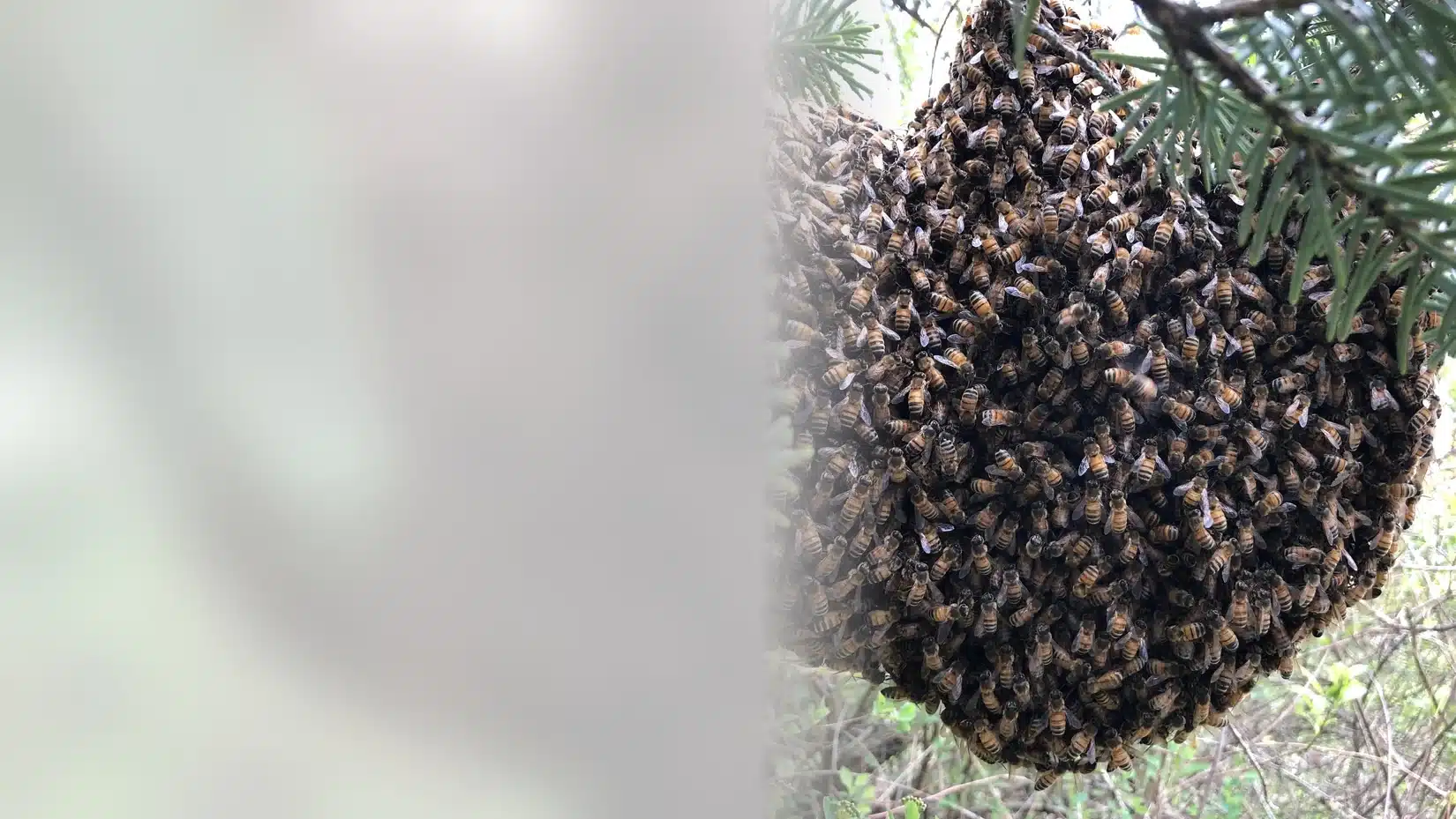 Large honey bee swarm hanging from a conifer branch