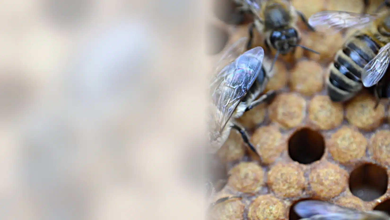 Honey bees crowded on comb, the kind of colony that settles inside a wall