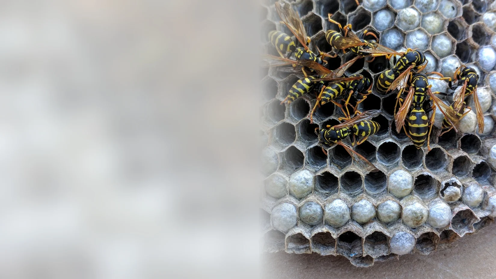 Paper wasps crowding over the cells of their nest