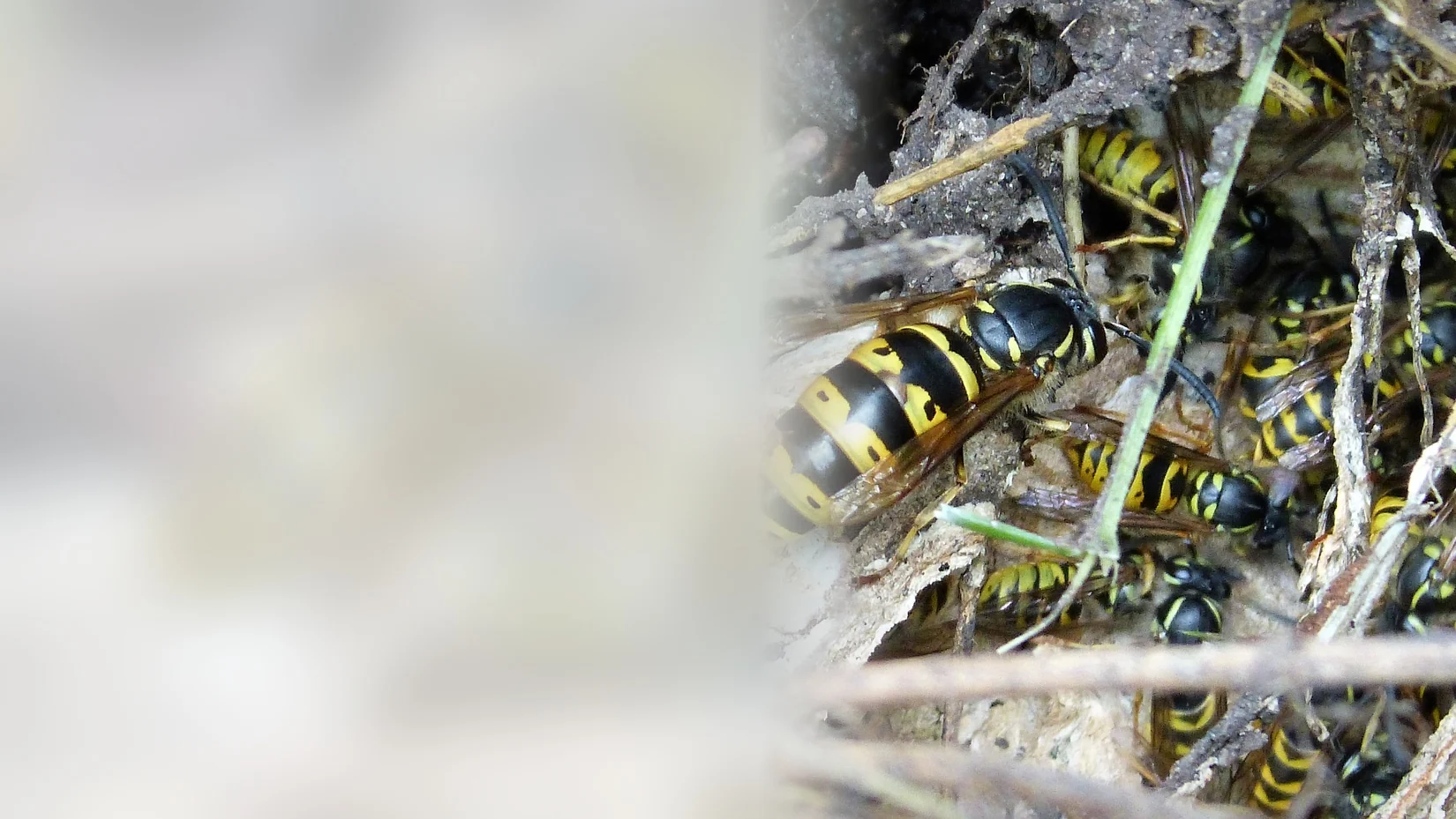 Many wasps at a nest opening in dry garden debris